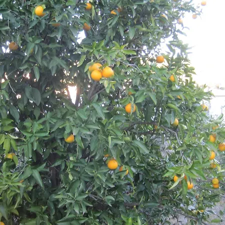 Spansa * 벨리키 드르베닉